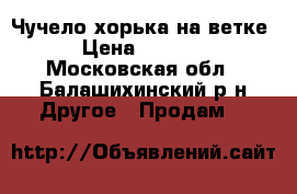 Чучело хорька на ветке › Цена ­ 3 000 - Московская обл., Балашихинский р-н Другое » Продам   